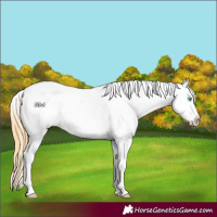 Horse Color:Buckskin Pearl Tobiano Near Fewspot 
