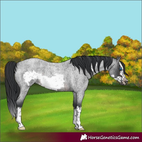 Horse Color:Brown Roan Splash Frame Rabicano 
