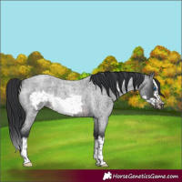 Horse Color:Brown Roan Splash Frame Rabicano 