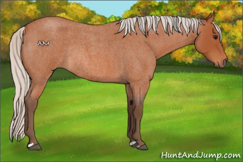 Horse Color:Silver Bay Roan Rabicano 