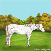 Horse Color:Chestnut Near Leopard
