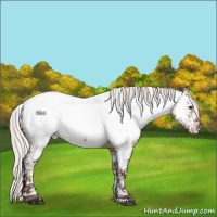 Horse Color:Silver Brown Dun Appaloosa 