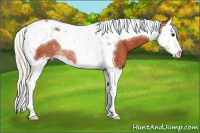 Horse Color:Silver Bay Splash Tobiano Rabicano