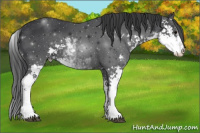 Horse Color:Black Sabino 