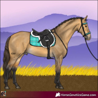 Horse Color:Buckskin Dun 