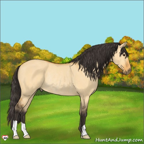 Horse Color:Buckskin Dun Rabicano 