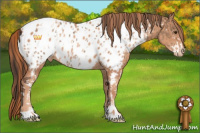 Horse Color:Liver Red Dun Sabino Appaloosa  and Gold Champagne Sabino Appaloosa 