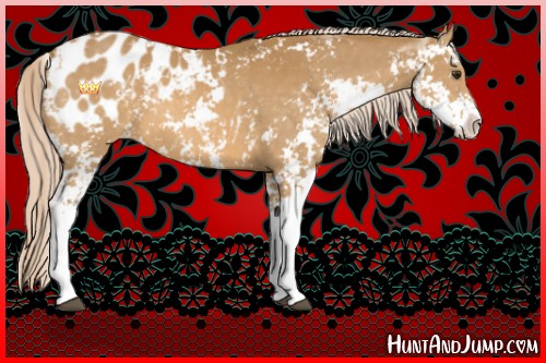 Horse Color:Palomino Sabino Appaloosa