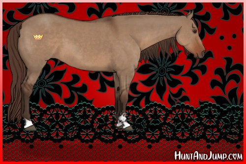 Horse Color:Liver Red Dun Sabino 