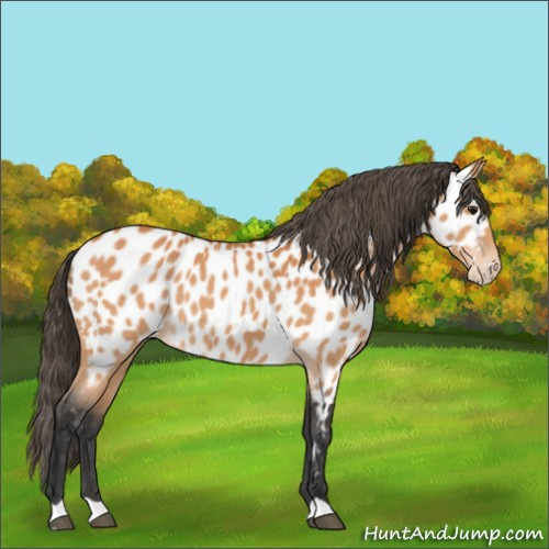 Horse Color:Bay Appaloosa