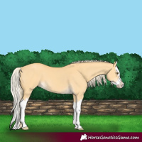 Horse Color:Palomino Dun Splash 