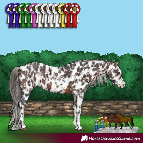 Horse Color:Liver Chestnut Sabino Splash Appaloosa  and Brown Sabino Splash Appaloosa 