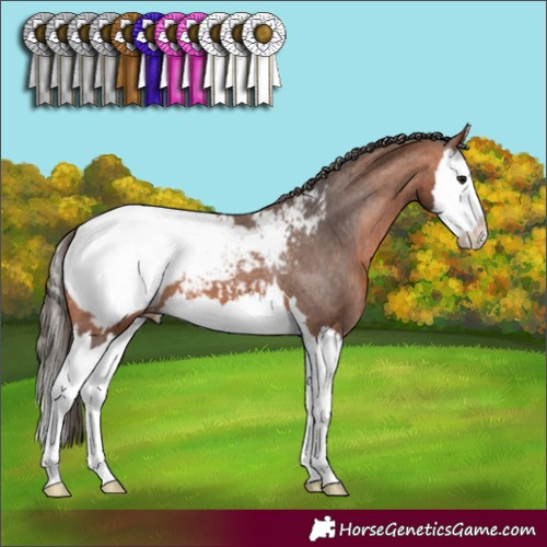 Horse Color:Bay Splash Snowcap