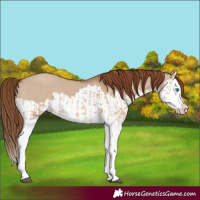 Horse Color:Red Dun Splash and Red Dun Splash