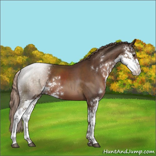 Horse Color:Liver Chestnut Sabino 