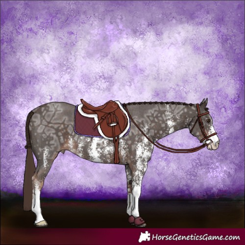Horse Color:Liver Chestnut Ice Sabino