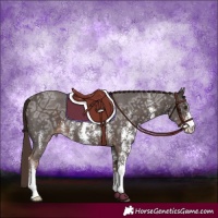 Horse Color:Liver Chestnut Ice Sabino 