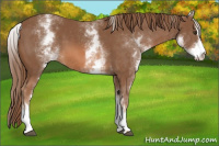 Horse Color:White Spotted Chestnut Sabino