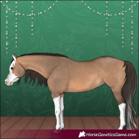 Horse Color:Bay Dun Splash 