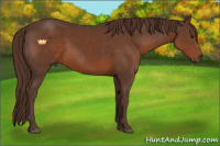 Horse Color:Liver Chestnut Sabino Tobiano