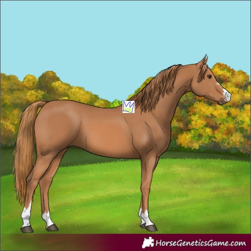 Horse Color:Chestnut 