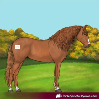 Horse Color:Chestnut 