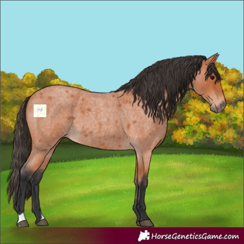 Horse Color:Bay Roan 