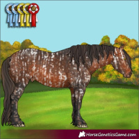 Horse Color:Amber Champagne Near Leopard  and Bay 