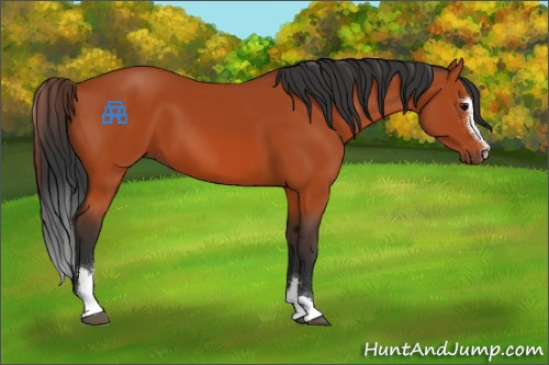 Horse Color:Bay Sabino