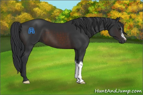 Horse Color:Brown 