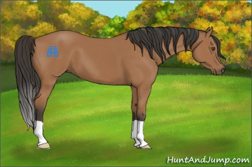 Horse Color:Bay 