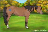Horse Color:Bay Sabino 
