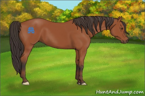 Horse Color:Bay 