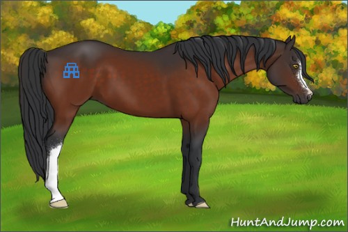 Horse Color:Brown 