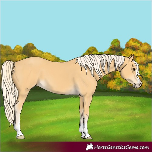 Horse Color:Palomino 