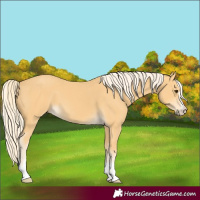 Horse Color:Palomino 