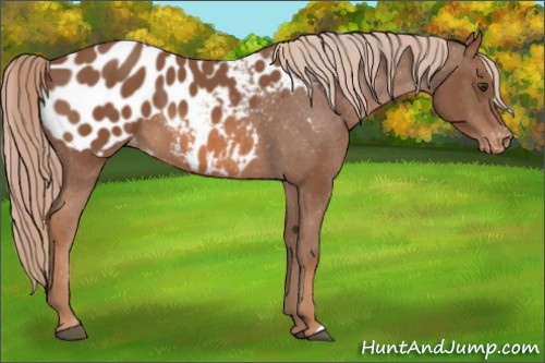 Horse Color:Chestnut Appaloosa 