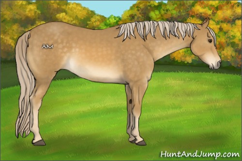Horse Color:Palomino 