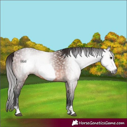 Horse Color:Gray Bay Frame Rabicano 
