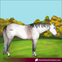 Horse Color:Gray Bay Frame Rabicano 