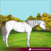 Horse Color:Gray Buckskin Sabino Splash Frame Rabicano