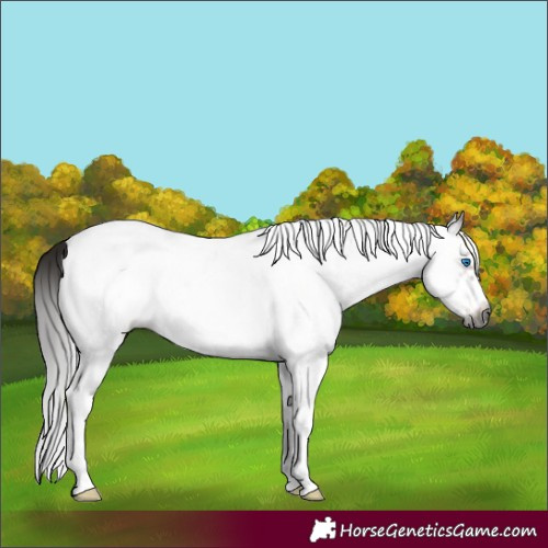 Horse Color:Gray White Spotted Bay Frame Rabicano 
