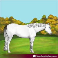 Horse Color:Gray White Spotted Bay Frame Rabicano 