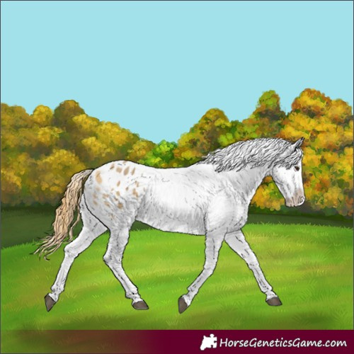 Horse Color:Buckskin Dun Appaloosa 