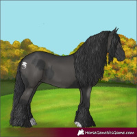 Horse Color:Black  and Black 