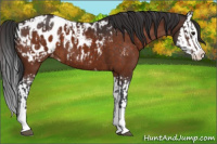 Horse Color:Bay Sabino Splash Appaloosa and Bay Sabino Splash Appaloosa