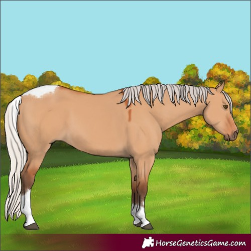 Horse Color:Silver Bay Dun Tobiano