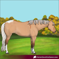 Horse Color:Silver Bay Dun Tobiano 