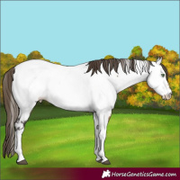 Horse Color:Buckskin Tobiano Appaloosa