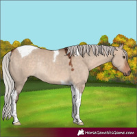 Horse Color:Silver Bay Dun Tobiano Rabicano